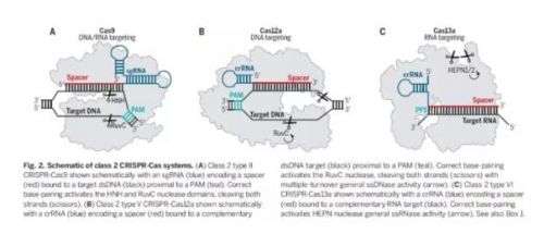 Science深度综述：CRISPR/Cas指引基因工程的未来