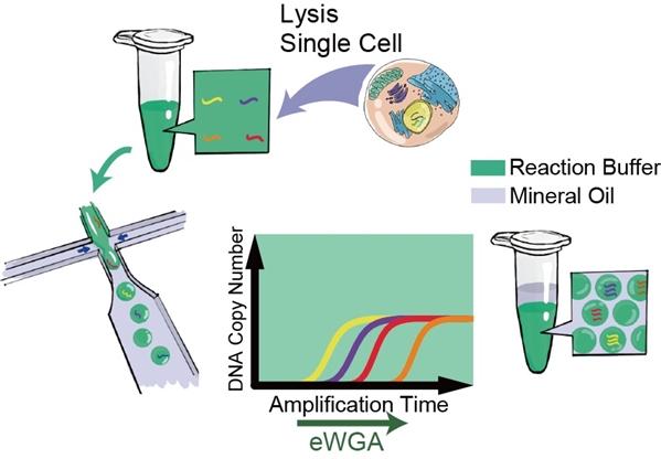新的单细胞测序垂直电泳槽全基因组扩增方法