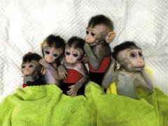 五只基因敲除的克隆猴亮相