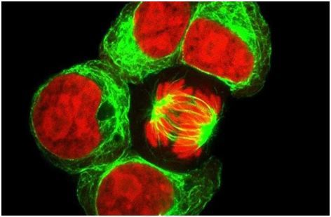 Nature:揭示在胚胎中,造血干细胞为何不产生淋巴细胞?