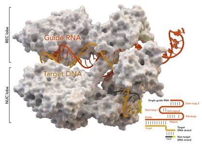 NatBiotechnol：我国科学家开发出一种新型RNA编辑系统，编辑效率最高可达80%