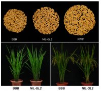 水稻籽粒大小调控机制研究取得进展