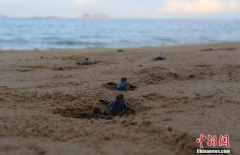 太热了！绿海龟因海水暖化全变雌性 或致绝种