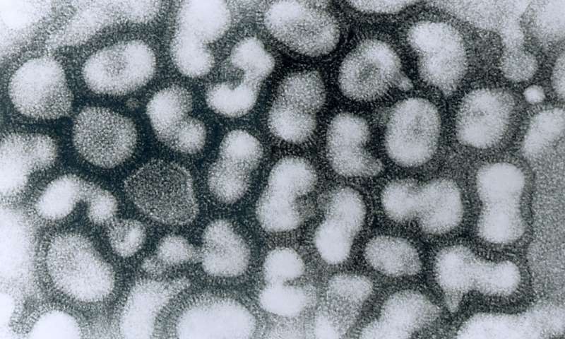 Sci Rep：不只健胃整肠！乳酸菌还能预防甲型流感病毒 中国科学网