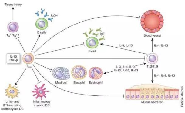 Nature 子刊：瞄准肿瘤，用光亮指引 T 细胞去战斗
