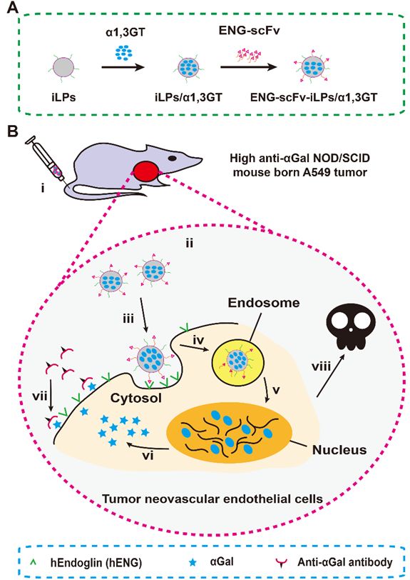 Biomaterials：利用抗Endoglin单链抗体修饰特定基因纳米脂质体，有效抑制肺癌复发