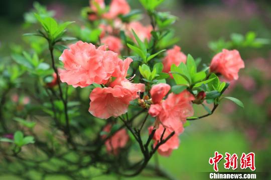中科院华南植物园迎赏花最好季节