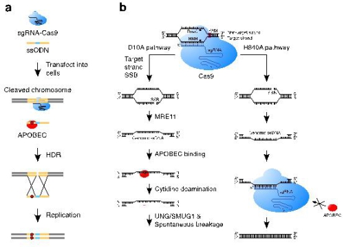 上海生科院等揭示 APOBEC3介导的DNA修复在CRISPR/Cas9基因编辑中突变新机制