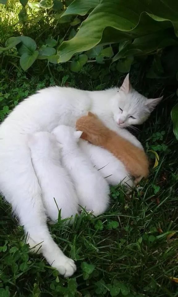 两只白猫怎么就生出了小花猫？莫非......