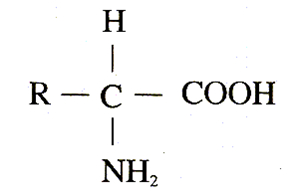 氨基酸的结构通式