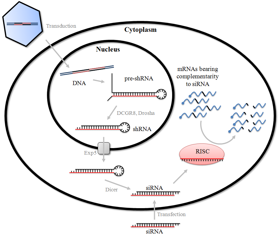 siRNA和shRNA:通过基因沉默抑制蛋白表达的工具 图 2