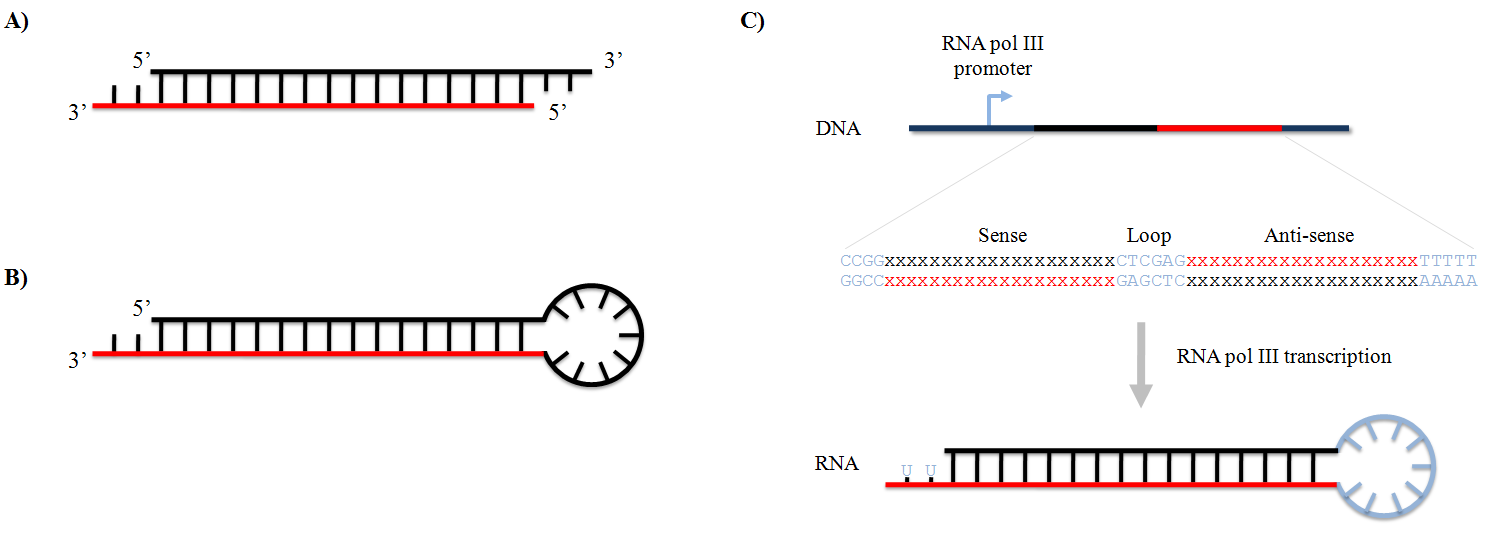 siRNA和shRNA:通过基因沉默抑制蛋白表达的工具 图 1