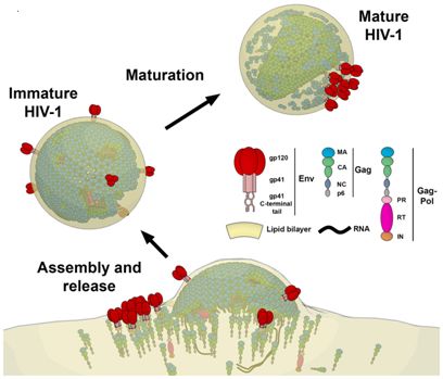 Science子刊：高分辨率地可视化观察HIV病毒在体内如何增殖
