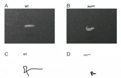 神经所科研人员发现TMC基因调节果蝇幼虫的位移运动
