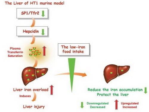 上海生科院发现I型酪氨酸血症肝损伤发生的新机制