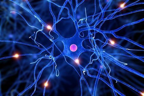 科学家产生并跟踪产生髓磷脂的神经元的发育
