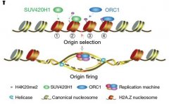 Nature：我国科学家揭示组蛋白变体H2A.Z调节DNA复制起点机制