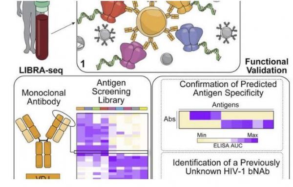 Cell：新型工具有望加速抗体识别和疫苗开发研究或能使HIV等多种疾病获益