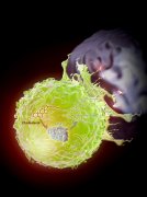 上海生科院发现提高T细胞抗肿瘤免疫功能的新方法