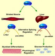 上海生科院发现mRNA剪接蛋白对肌肉分化和糖代谢的调控作用