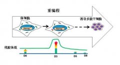 广州生物院发现量子化“线粒体炫”启动体细胞重编程