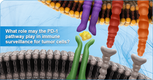  PD-1医学价值剑指疫苗、青霉素……，通俗版简介PD-1