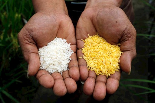 经过基因改造以增加维生素A 的黄金大米（右）图片来源：Reuters