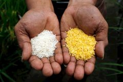 转基因黄金大米在菲律宾获安全认证