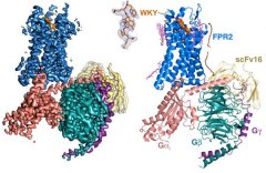 科学家解析首个激活状态甲酰化多肽受体FPR2的信号转导机制
