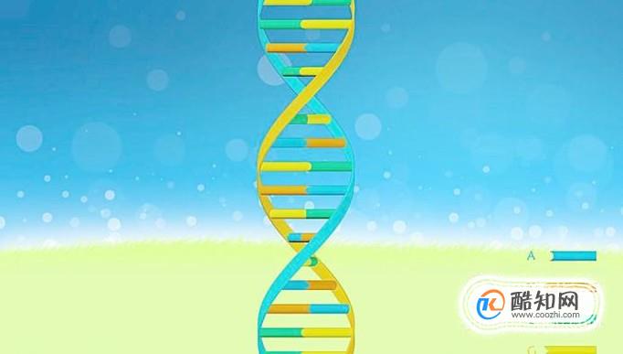 什么是显性基因和隐性基因？