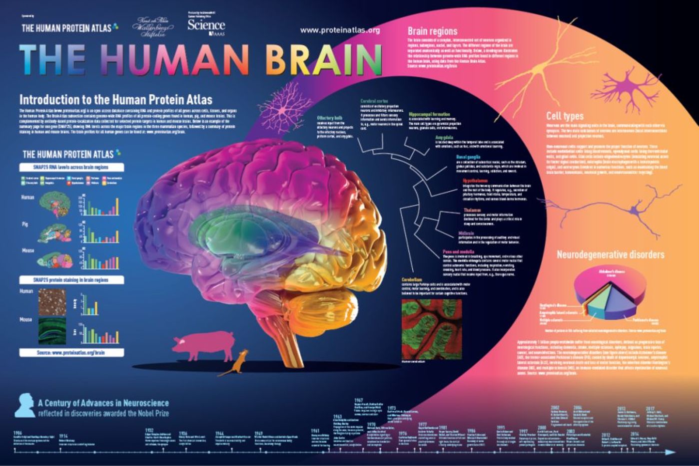 人、猪、鼠大脑蛋白质图谱问世，进攻人类科学