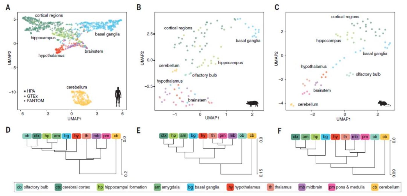 人、猪、鼠大脑蛋白质图谱问世，进攻人类科学