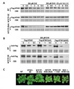 遗传发育所发现翻译控制肿瘤蛋白TCTP稳定乙烯受体并促进植物生长