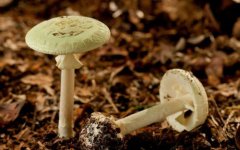 Nature：抗体药物偶联剂助力毒蘑菇”靶向治疗癌症