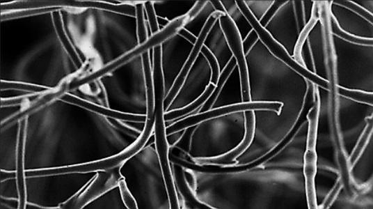 生物物理学家将不相容的成分混合在一根纳米纤