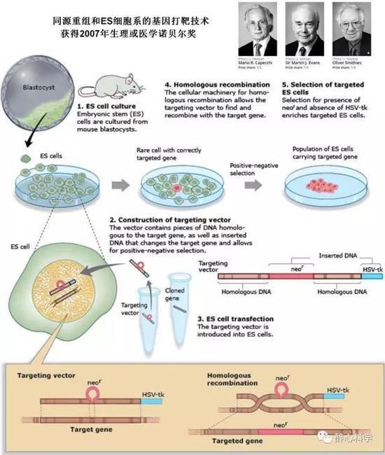 图2 基于同源重组和ES细胞系的基因打靶技术 （来自 https：//www.nobelprize.org/nobel_prizes/medicine/laureates/2007/illpres/page_three.html）