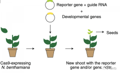 新的植物基因编辑方法无需组织培养可获得稳定