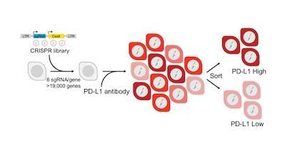 NatCancer：揭示癌细胞如何产生PD-L1实现免疫逃逸！