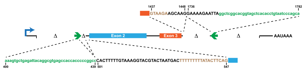 环状RNA过表达 circRNA论坛