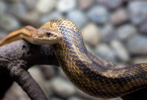 蛇肝中存在的重金属引起人们对环境的关注