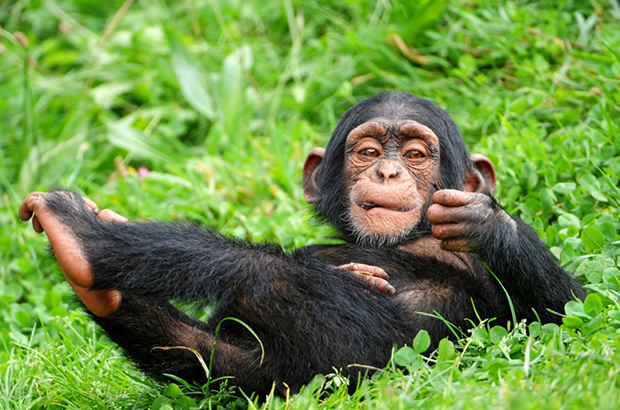 黑猩猩具有极高的智慧水平