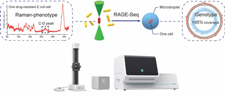研究人员开发出高覆盖度的单细胞拉曼分选-测序技术RAGE-Seq