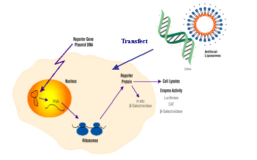  pcDNA3.1-GFP转染细胞实验