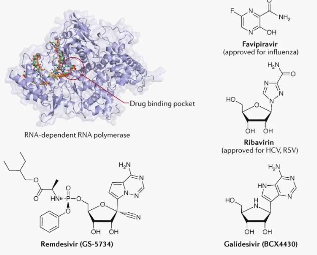 Science丨饶子和团队解析新冠病毒RNA依赖RNA聚合酶