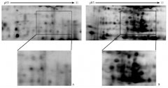 PEG分级沉淀法分析天女木兰种子的低丰度蛋白