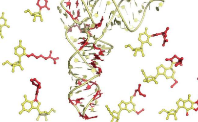 观察RNA的新方法可以帮助抵抗病原体