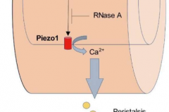 肠道Piezo1通过RNA感应调节肠道和骨骼的稳态