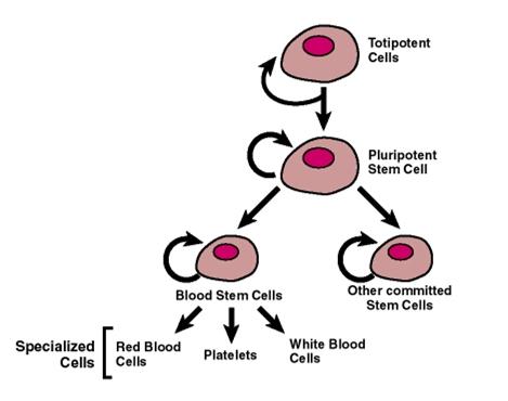 科普下造血干细胞的一般特征有哪些