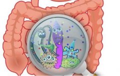 Nature子刊深度解读！科学家成功清楚地绘制出人类肠道的微生态系统目录！