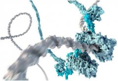 Science：揭示蛋白BAF阻止细胞攻击自身DNA机制